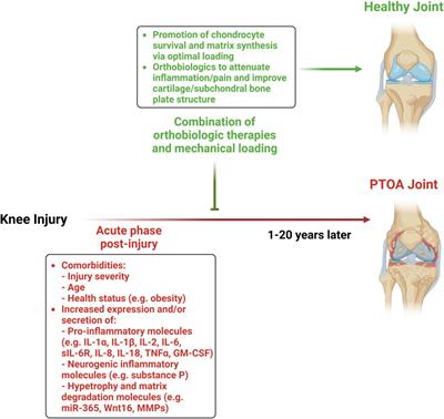 Mechanical loading and orthobiologic therapies in the treatment of post-traumatic osteoarthritis (PTOA): a comprehensive review